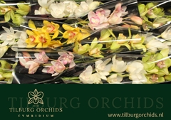 Cymbidium Mix 50cm