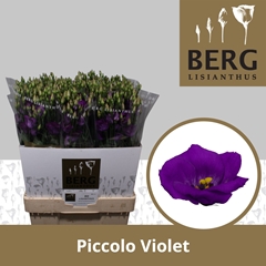 Eustoma Single Piccolo Violet 70cm