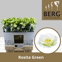 Eustoma Double Rosita Green 70cm