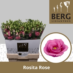 Eustoma Double Rosita Rose Pink 70cm