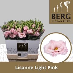 Eustoma Double Lisanne Light Pink 70cm