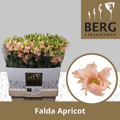 Eustoma Single Falda Apricot 70cm