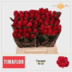 Rosa Tacazzi+ 40cm