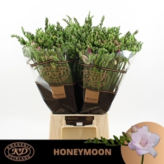 Freesia Double Honeymoon 55cm 20gr.