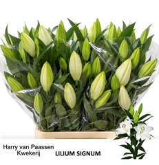 Lily Oriental Signum 100cm 5+