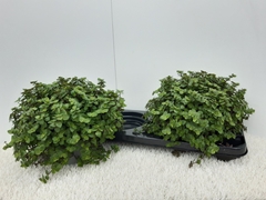 Callisia Repens 15Ø 20cm