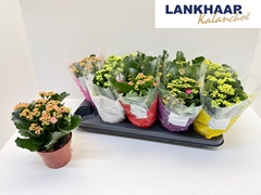 Kalanchoe Double Perfecta Mix 12Ø 24cm