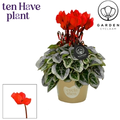 Cyclamen Mini Garden 10Ø 25cm