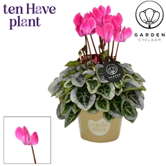 Cyclamen Mini Garden 10Ø 25cm