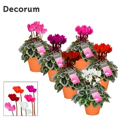 Cyclamen Super Serie Picasso 13Ø 25cm