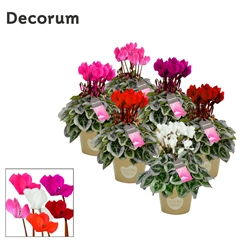 Cyclamen Super Serie Picasso 10Ø 25cm