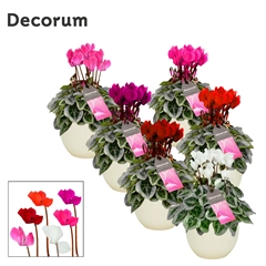 Cyclamen Super Serie Picasso 13Ø 25cm