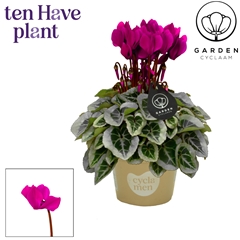 Cyclamen Mini Garden 10Ø 25cm