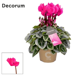 Cyclamen Super Serie Picasso 10Ø 25cm