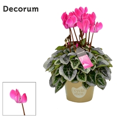 Cyclamen Super Serie Picasso 10Ø 25cm