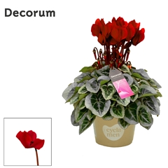 Cyclamen Super Serie Picasso 10Ø 25cm