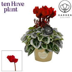 Cyclamen Mini Garden 10Ø 25cm
