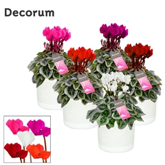 Cyclamen Super Serie Picasso 14Ø 30cm