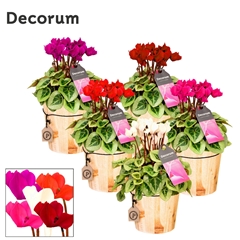 Cyclamen Super Serie Picasso 14Ø 25cm