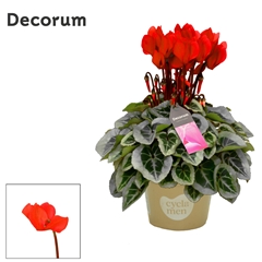 Cyclamen Super Serie Picasso 10Ø 25cm