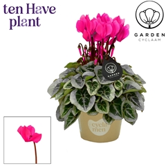Cyclamen Mini Garden 10Ø 25cm