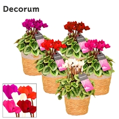 Cyclamen Super Serie Picasso 15Ø 25cm