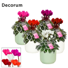 Cyclamen Super Serie Picasso 15Ø 25cm