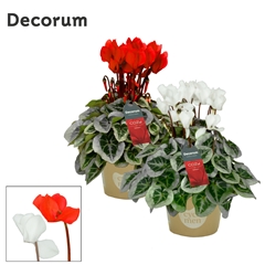 Cyclamen Super Serie Picasso 10Ø 25cm