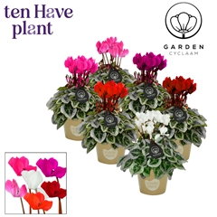 Cyclamen Mini Garden 10Ø 25cm
