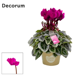 Cyclamen Super Serie Picasso 10Ø 25cm