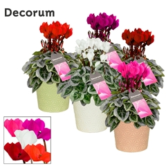 Cyclamen Super Serie Picasso 13Ø 30cm