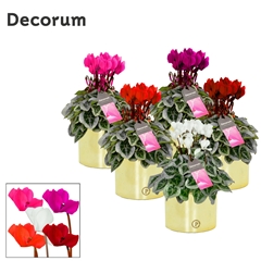 Cyclamen Super Serie Picasso 13Ø 30cm