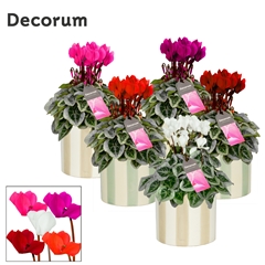Cyclamen Super Serie Picasso 14Ø 25cm