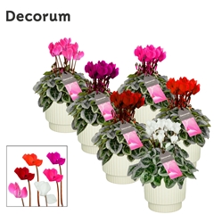 Cyclamen Super Serie Picasso 15Ø 30cm