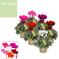 Cyclamen Super Serie Picasso 10Ø 25cm