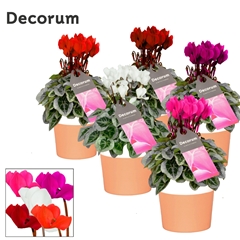 Cyclamen Super Serie Picasso 13Ø 30cm