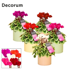Cyclamen Super Serie Picasso 14Ø 30cm
