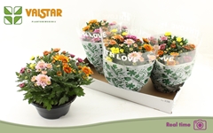 Chrysanth Elixer 23Ø 25cm