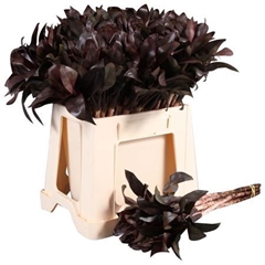 Cordyline Purple Compacta 52cm