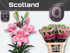 Lily La Scotland 90cm 5+