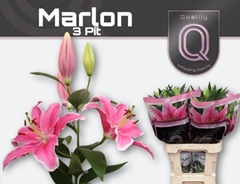 Lily Oriental Marlon 75cm 3+