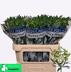 Alstroemeria Florinca Pinot 75cm