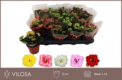 Kalanchoe Double Mix 8Ø 15cm