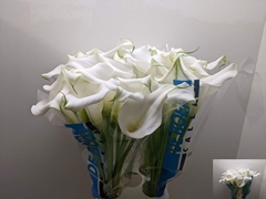 Zantedeschia Captain Ventura 80cm