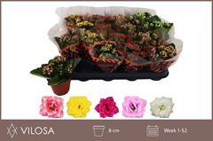 Kalanchoe Double Mix 8Ø 15cm