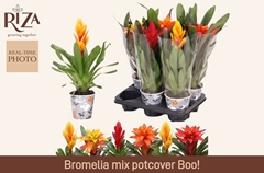 Bromelia Mix 12Ø 40cm