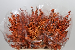 Ilex Verticillata Winter Gold 60cm