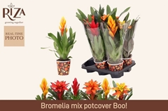 Bromelia Mix 12Ø 40cm