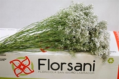 Gypsophila Elegans 85cm 30gr.
