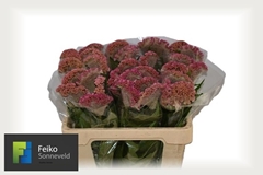 Celosia Reprise Rose 55cm